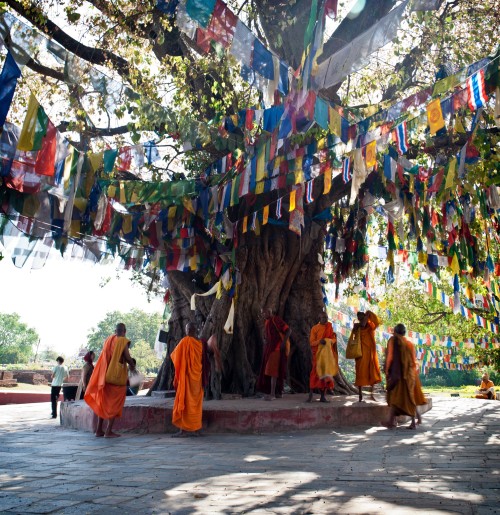 Parc National de Chitwan et Lumbini