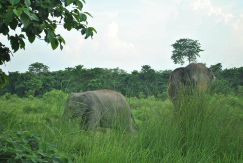 Parc national de Chituwan et pokhara