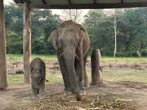 Circuit de 3 jours de Chitwan et pokhara